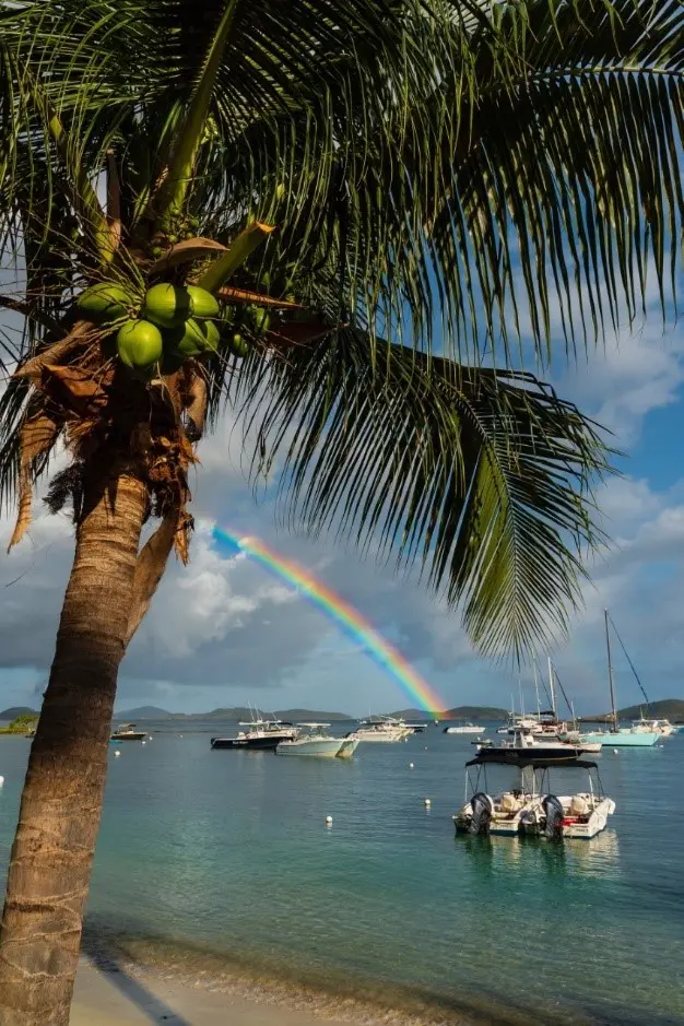 A vibrant rainbow complements the majestic palm tree in the background, creating an idyllic scene for your St John vacation rental.